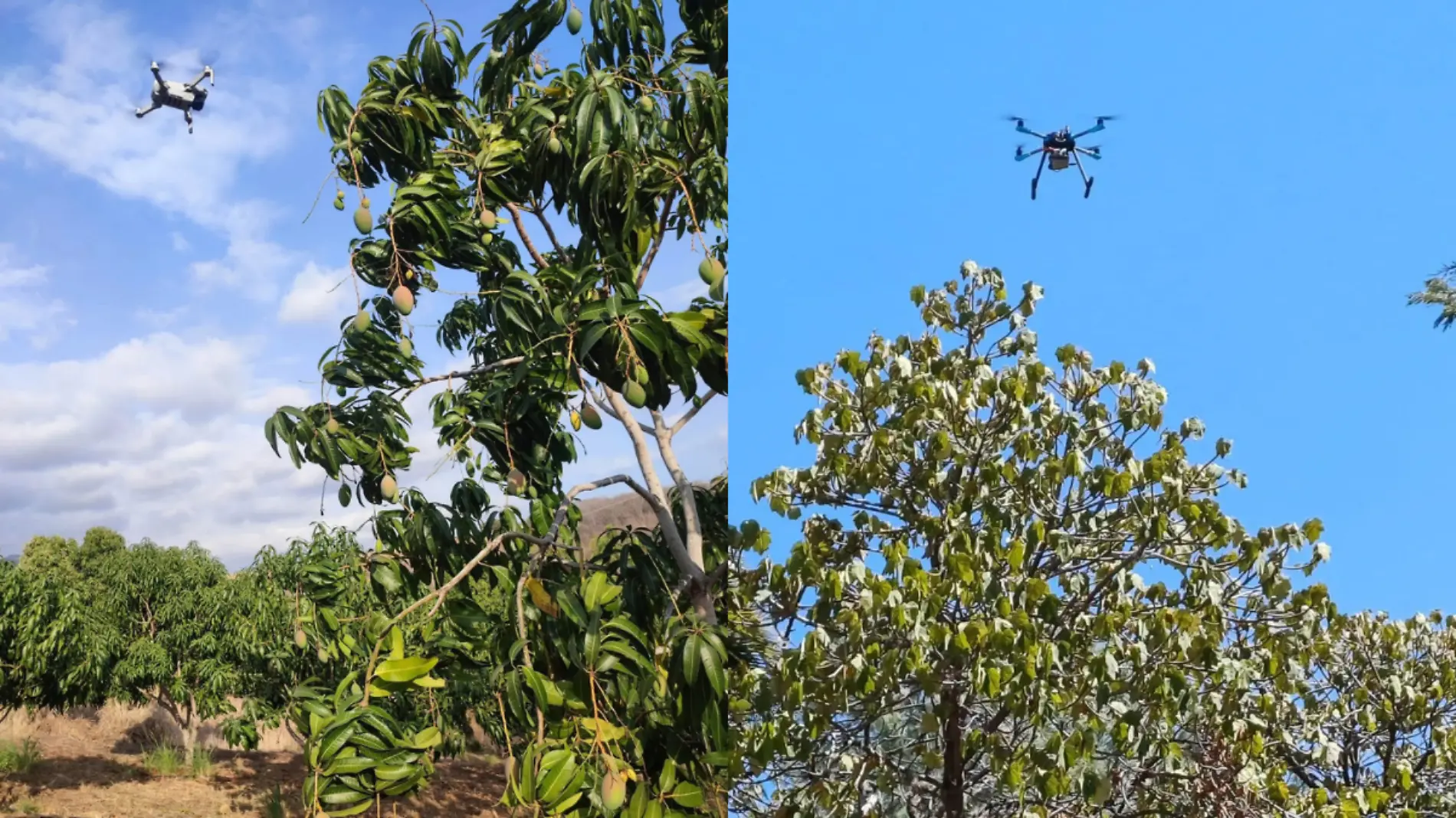 Drones para cosecha de mango